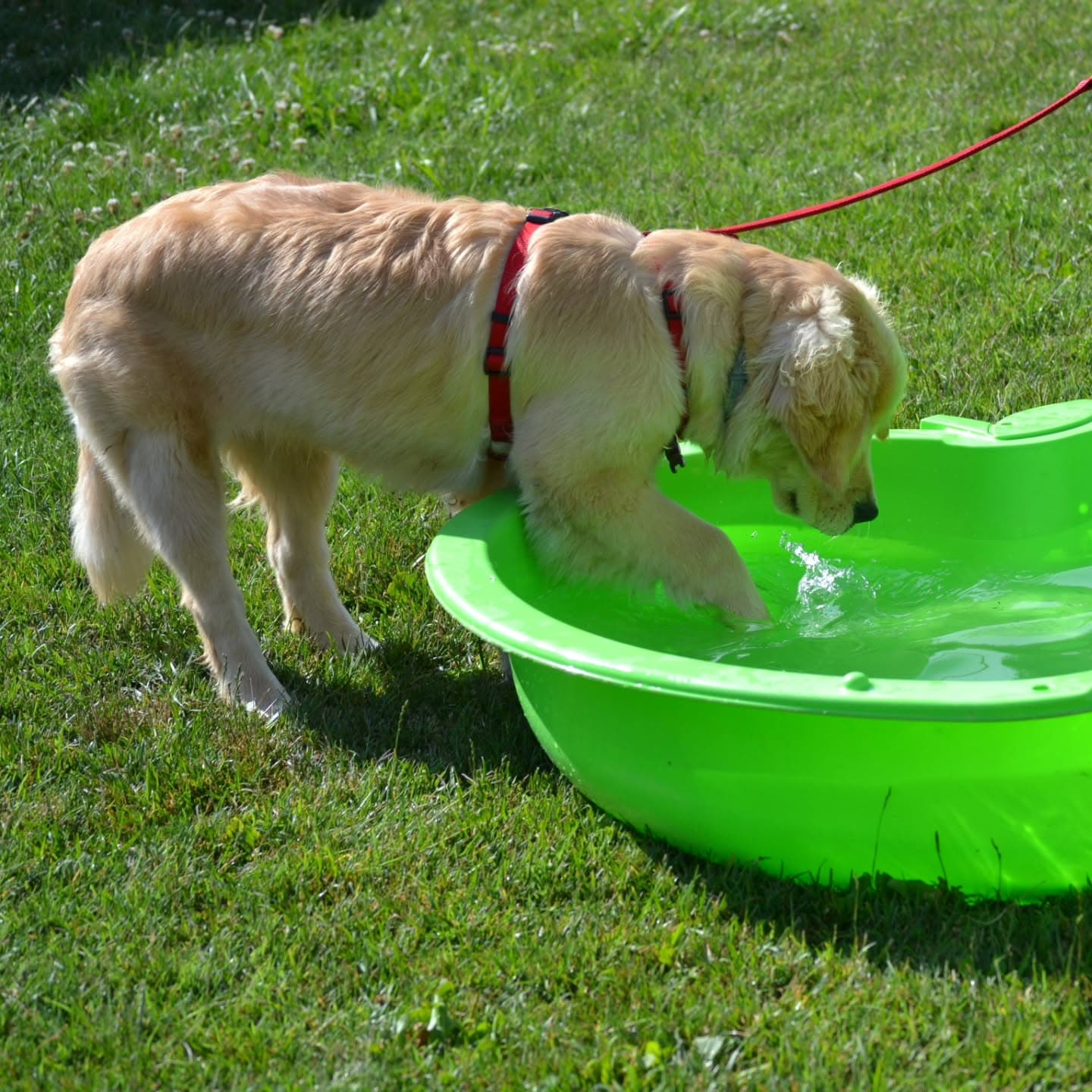 Addestramento / Sport cinofilo