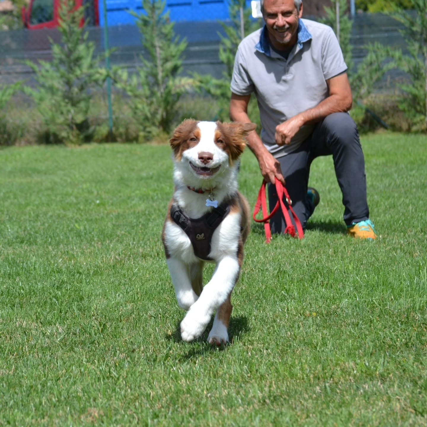 Interventi assistiti con gli animali