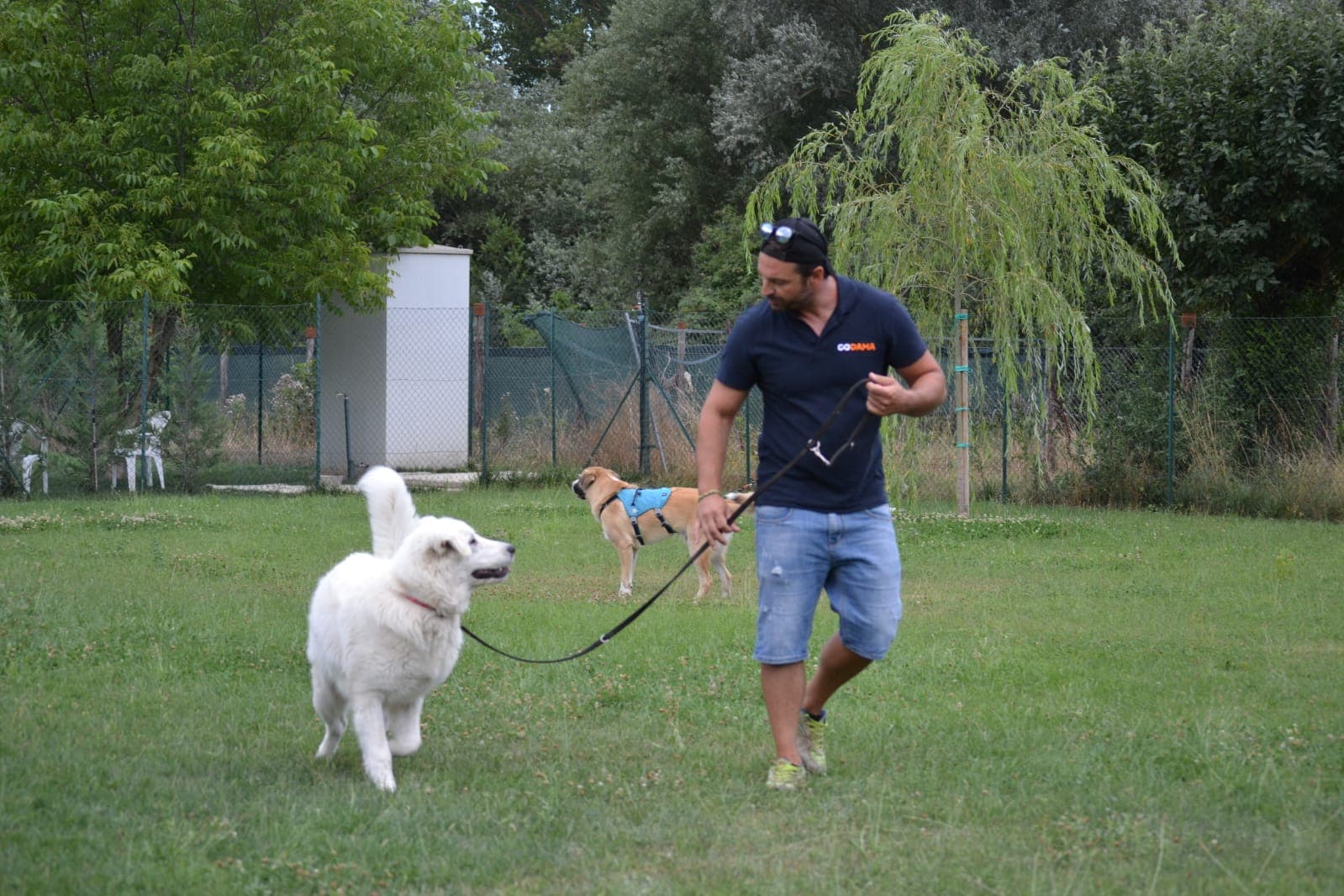 Rieducazione cinofila